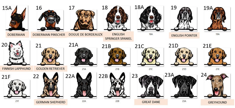 Peut inclure: Un tableau pr&eacute;sentant 24 races de chiens diff&eacute;rentes, chacune illustr&eacute;e dans un style cartoon. Les t&ecirc;tes des chiens sont repr&eacute;sent&eacute;es en train de regarder par-dessus une barre blanche, avec le nom et le num&eacute;ro de la race indiqu&eacute;s en dessous.