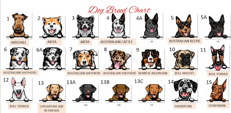Peut inclure: Un tableau illustrant diff&eacute;rentes races de chiens. Le tableau est divis&eacute; en 15 sections, chacune avec un num&eacute;ro et le nom d'une race de chien. Les races comprennent l'Airedale, l'Akita, le Bouvier Australien, le Kelpie Australien, le Berger Australien, le Bouvier Bernois, le Mastiff Anglais, le Terrier Bull, le Retriever du Chesapeake, le Dalmatien et le Dobermann.