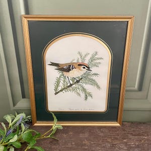 Vintage Goldcrest Vogeldruck im Goldrahmen - Landhaus Kunst für die Galeriewand