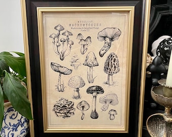 May include: A framed print titled Mycology Macromycetes Mushrooms & Selected Fungi Plate III, featuring black ink illustrations of various mushroom species on a beige background, encased in a dark wood frame with gold inner trim.