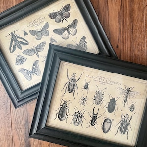Può includere: Due stampe incorniciate in cornici nere con illustrazioni di entomologia. Una stampa intitolata Entomology Lepidoptera Butterflies & Moths Plate II mostra varie specie di farfalle. L'altra, intitolata Entomology Coleoptera & Insecta Beetles & Selected Insects Plate I, mostra varie specie di coleotteri e insetti.