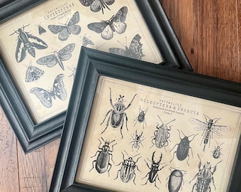 May include: Two framed prints in black frames featuring entomology illustrations. One print titled Entomology Lepidoptera Butterflies & Moths Plate II displays various moth and butterfly species. The other titled Entomology Coleoptera & Insecta Beetles & Selected Insects Plate I shows various beetle and insect species.