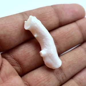 May include: A white coral branch with a pink hue. The coral is smooth and has a natural, organic shape.