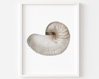May include: A white nautilus shell with brown stripes. The shell is curled in a spiral shape.