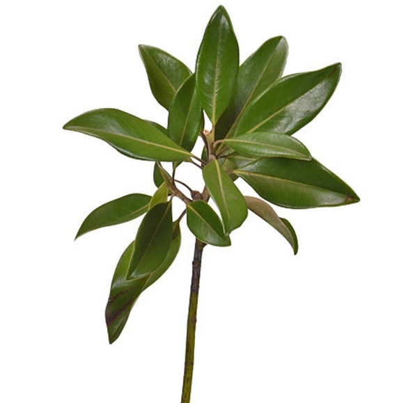 Boomstekken Zuidelijke Magnolia Stekken Kweken Je Eigen Boom Etsy België