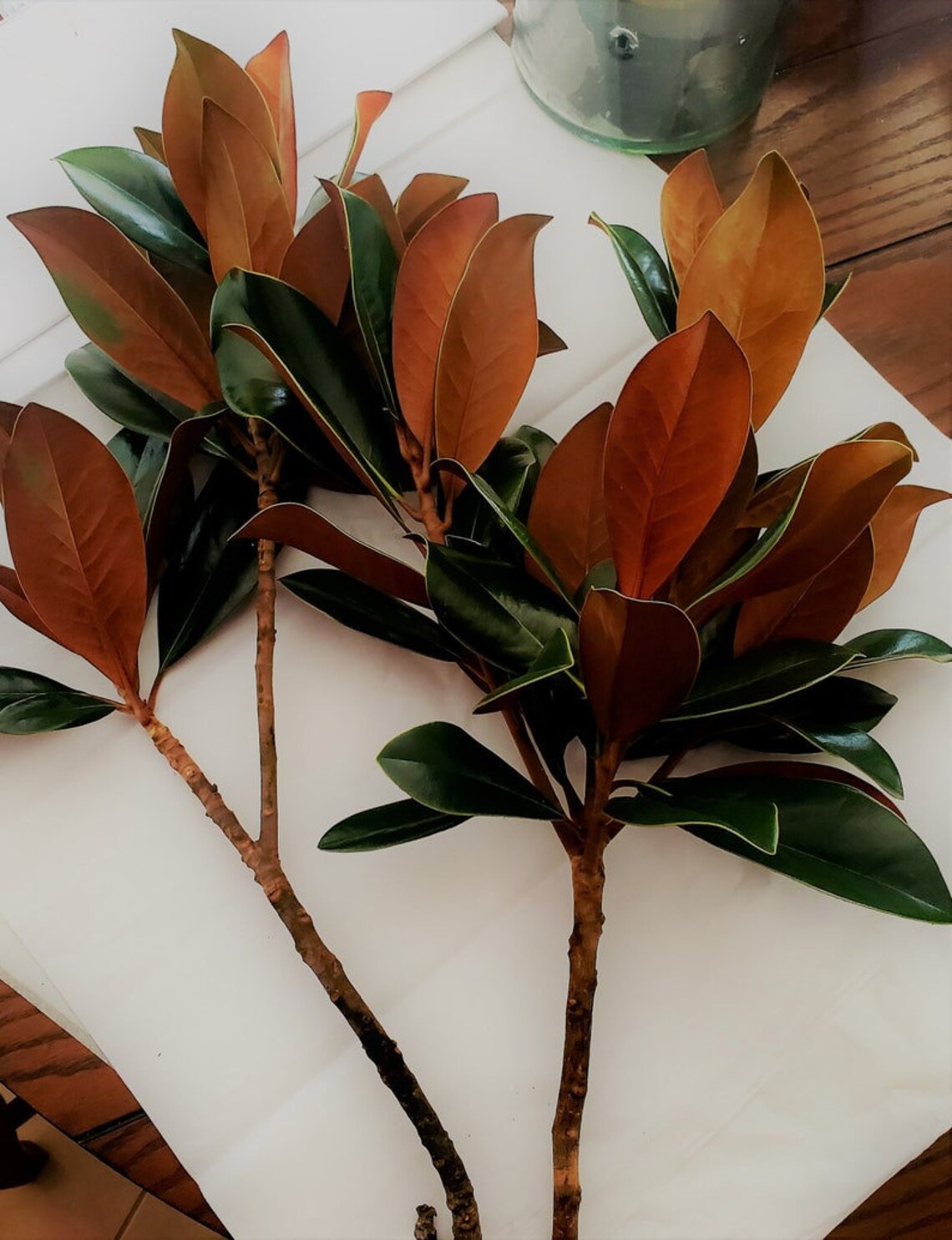 Boomstekken Zuidelijke Magnolia Stekken Kweken Je Eigen Boom Etsy België