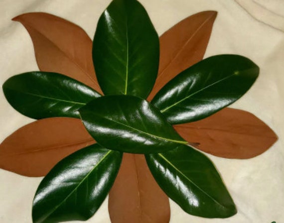 Hojas de magnolia del sur / Espalda marrón / Hojas grandes / - Etsy España