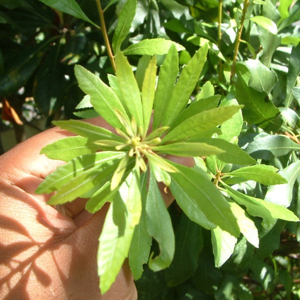 Wax Myrtle Tree - Etsy