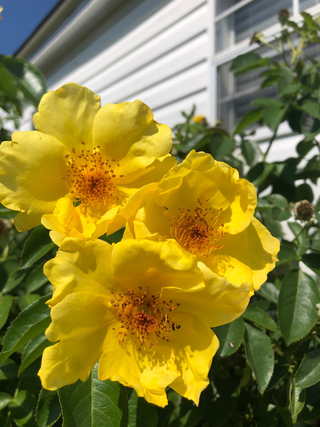 Yellow Rose Bush Seeds Organic Seeds Insured FREE Etsy