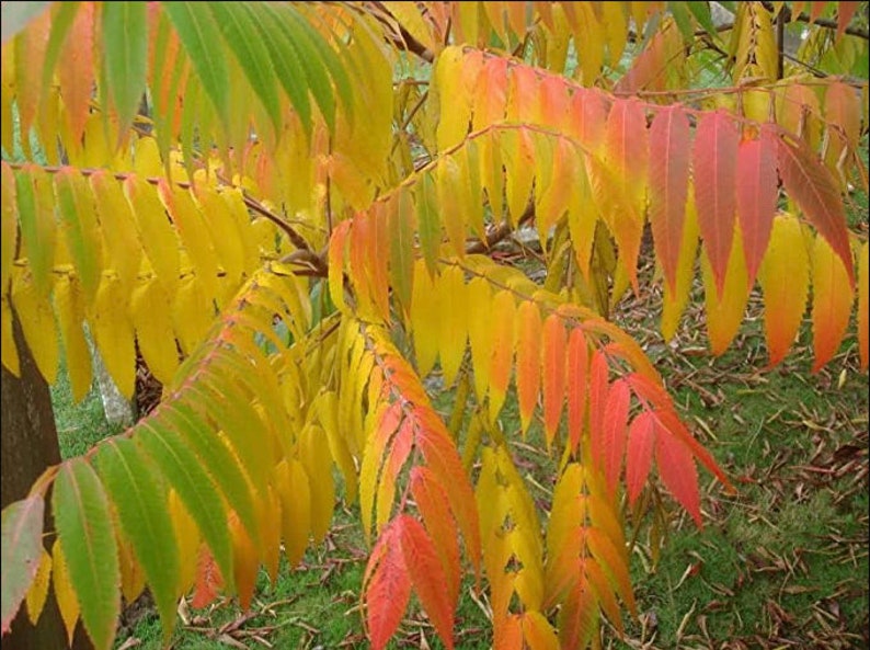 Dwarf Red Flame Sumac CUTTINGS Flame Sumac Tree Cuttings Etsy