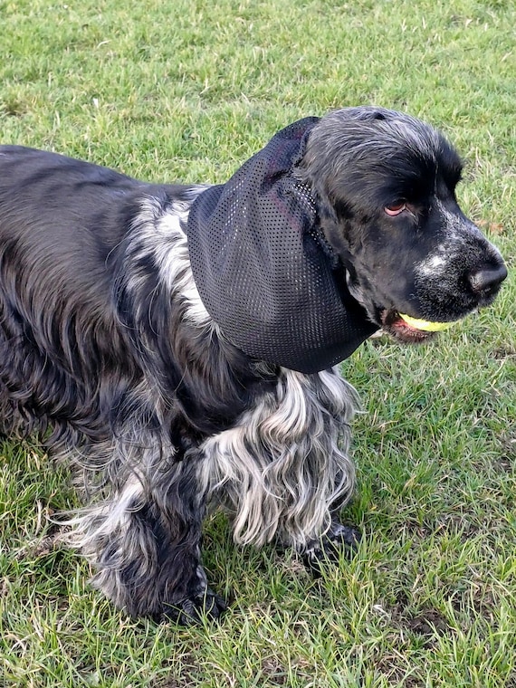 Breathable Snood for cocker spaniel, Airtex mesh Snood, Redgranate