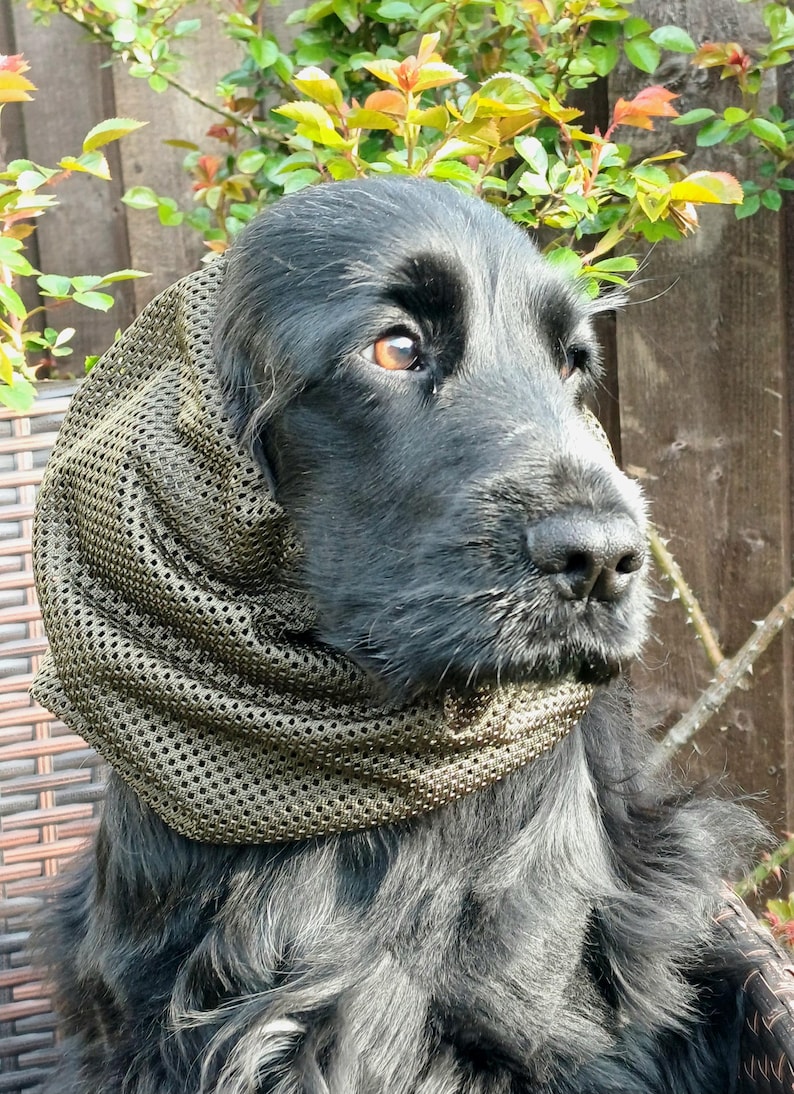 以下が含まれることがあります： 首と頭にオリーブグリーンのメッシュスヌードを巻いた黒い長毛の犬。スヌードは細かい穴の開いた質感で耳と首周りを覆っており、犬は黒い毛並みと横を向いた茶色の目をしています。