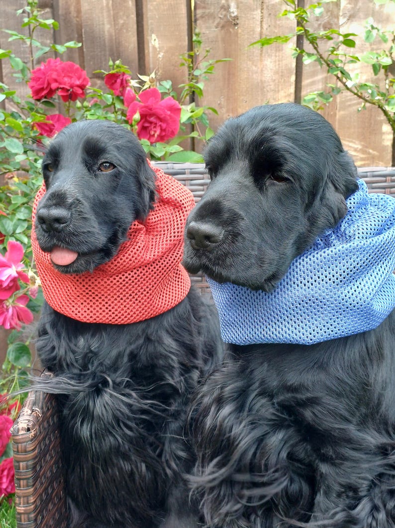以下が含まれることがあります： 長い毛並みの2匹の黒い犬がメッシュ素材のネックウォーマーを着用しています。1匹は鮮やかなオレンジ色のメッシュネックウォーマーをつけ、舌を少し出しており、もう1匹は鮮やかな青色のメッシュネックウォーマーをつけています。どちらの犬も黒い目と鼻をしています。