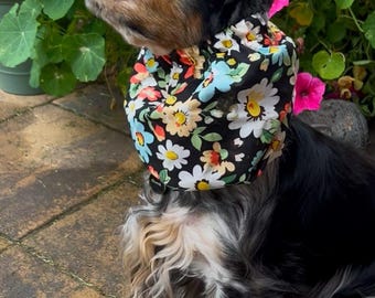 May include: A long-haired dog with black, white, and tan fur wearing a black fabric snood featuring a colorful floral pattern of white, yellow, and blue daisies. The dog is positioned in profile, looking upward, with the fabric gathered around its neck.