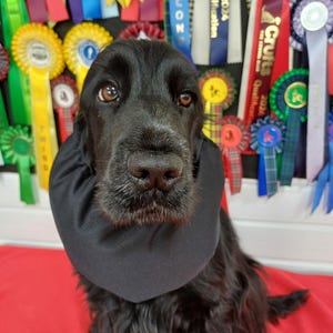 以下が含まれることがあります： 長い黒い毛並みと茶色の目を持つ黒いスパニエル犬が、首に無地の黒い布製スヌードを巻いています。犬は、青、黄、赤、緑のロゼットを含む、さまざまなカラフルな賞のリボンのディスプレイの前に配置されています。