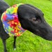 see more listings in the Greyhound snood section