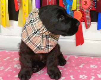 May include: A black puppy wearing a beige, red, and black plaid scarf, sitting on a pink dog bed with white bone patterns. Ribbons of various colors hang in the background.