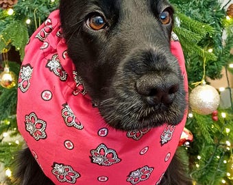 May include: A black dog wearing a red and white patterned cone around its head. The cone is designed to prevent the dog from scratching or licking a wound.