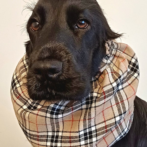 Snood pour cocker, snood pour chien, snood épagneul, Redgranate