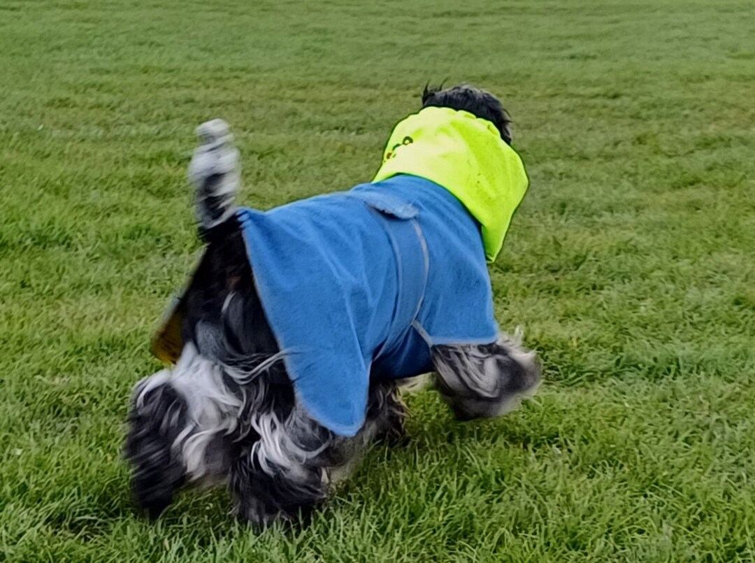 Coat for Cocker Spaniels,double Sided Jacket, Summer Denim Jacket