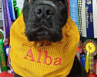 May include: A black dog wearing a mustard yellow corduroy snood around its neck. The fabric features a ribbed texture and the name Alba is embroidered in red thread on the front. The dog is positioned in front of several colorful award ribbons.
