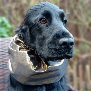 Könnte beinhalten: Ein schwarzer Hund mit einem gold-schwarzen Stoffhalsband. Der Hund hat braune Augen und schaut nach rechts.