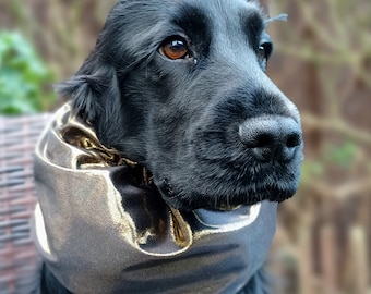 May include: A black dog wearing a gold and black fabric collar. The dog has brown eyes and is looking to the right.