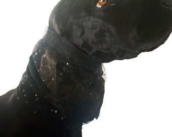 May include: A black dog wearing a black and sparkly dog collar with a mesh overlay.