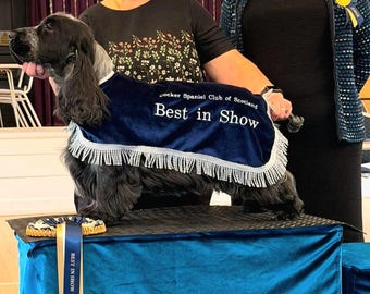 Puede incluir: Un Cocker Spaniel negro y blanco lleva una manta de terciopelo azul marino con flecos blancos. La manta presenta el texto bordado Cocker Spaniel Club of Scotland y Best in Show. Se incluye una cinta de roseta a juego en azul y oro.