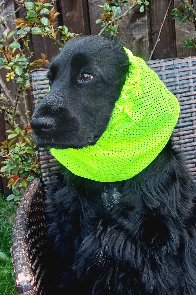 以下が含まれることがあります： 首に明るいネオンイエローのメッシュスヌードを巻いた黒い犬。スヌードは軽量で通気性のある穴あき生地で作られており、犬の首にぴったりとフィットし、暗い毛色に対して高い視認性を備えたアクセサリーとして機能しています。