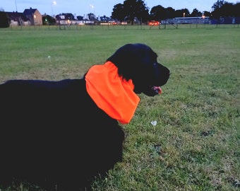 May include: A black dog wearing a bright neon orange neck gaiter or bandana around its neck. The fabric is solid, smooth, and vibrant, contrasting against the dark fur of the animal. The accessory fits snugly around the neck area of the dog.