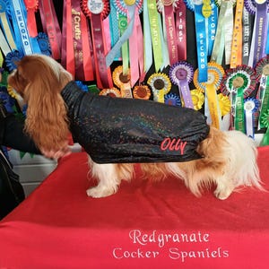 Pode incluir: Um casaco preto para cão com um brilho iridescente subtil e o nome Olly bordado em letra vermelha na lateral. O casaco é usado por um spaniel de pelo comprido castanho e branco sobre uma superfície vermelha com o texto branco Redgranate Cocker Spaniels.