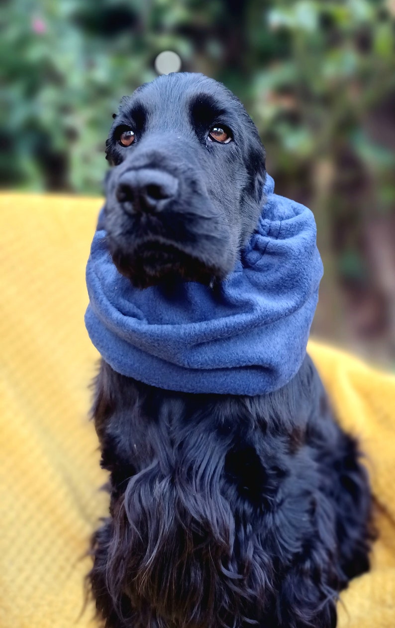 snood for cocker spaniel, Redgranate,dog snood,fleece snood,cocker spaniel winter coat, winter snood for dog, winter snood. Blue