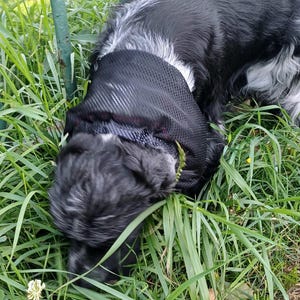 以下が含まれることがあります： 黒と白の長いウェーブのかかった毛並みの犬が、黒いメッシュのハーネスを着用しています。犬は背の高い緑の草の中にいて、頭を地面に向けて下げています。ハーネスは首の周りに質感のある通気性の良い生地のデザインが施されています。