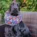 see more listings in the snood for cocker spaniel section