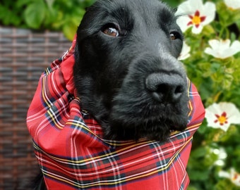 May include: A black dog wearing a red, white, yellow, and black plaid fabric neck gaiter or cowl. The accessory is gathered around the neck, featuring a classic tartan pattern with intersecting lines of varying colors against a bright red base.