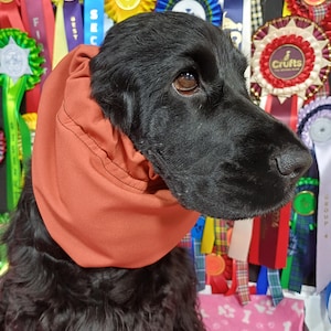 May include: A black dog wearing an orange neck gaiter, set against a backdrop of colorful award ribbons. The dog's fur is glossy, and its eyes are focused. The ribbons are in various colors and designs, suggesting a dog show or competition.