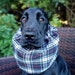 see more listings in the snood for cocker spaniel section