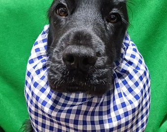 May include: A black dog with brown eyes wearing a blue and white checkered bandana. The dog is centered in the frame, with a green background. The bandana is around the dog's neck.