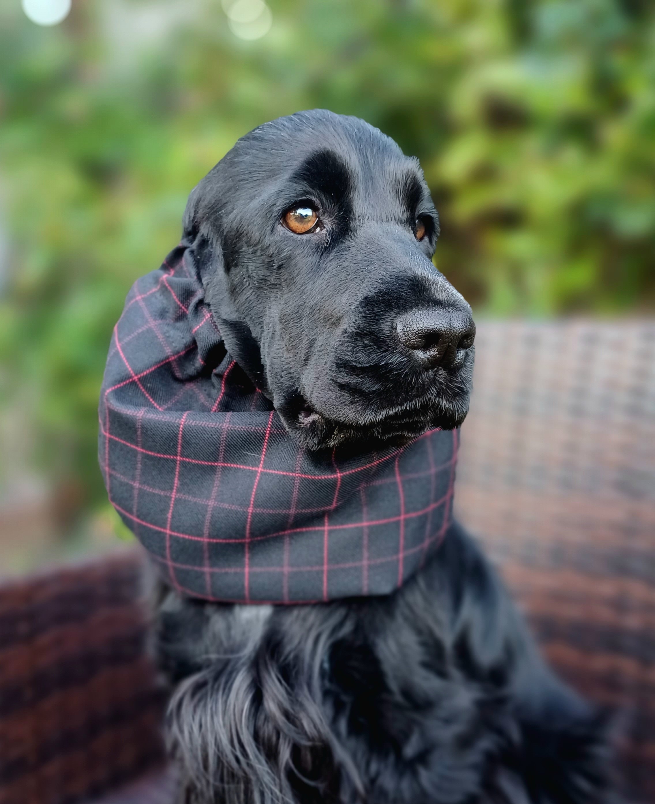 Spaniel Coat - Etsy UK