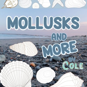 Mollusks and More! Color Coastal New England Shells (digital download)