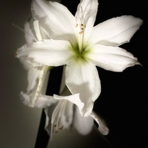 White Amaryllis Card