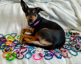 Whelping Collars, Puppy ID Collars, Friendship Bracelet , Kitten Collars