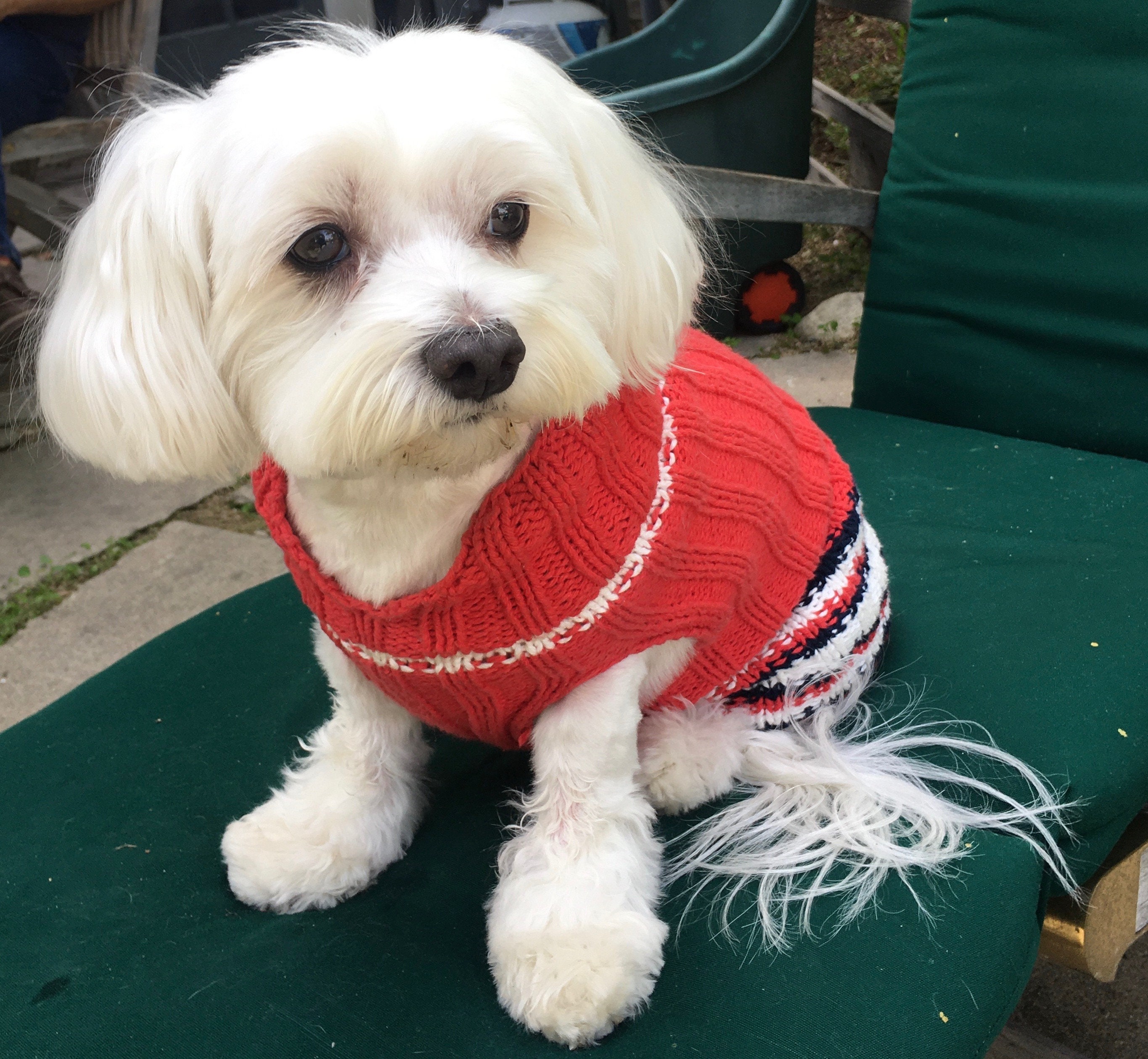 collegiate dog sweaters