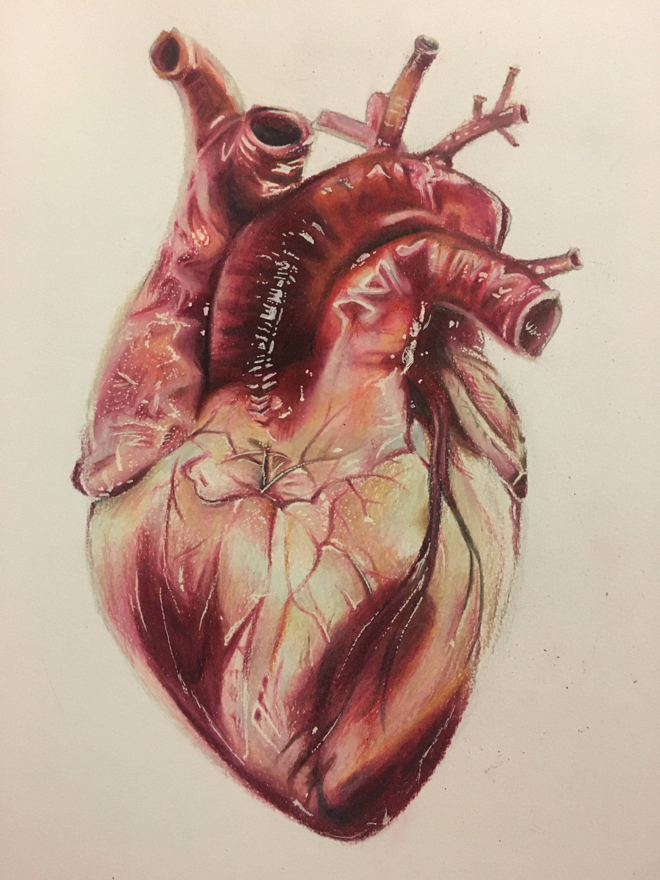 Drawing Of A Real Heart - Drawing Image