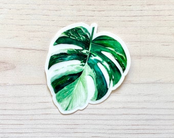 Monstera Albo Sticker Decal, Plant Sticker Decal, Monstera Albo Plant Sticker, Botanical Sticker Decal, Houseplant Sticker - transparent