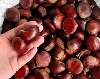 Organic Chestnut, Natural Chestnut, Kestane, Castanea, Fresh Organic Chestnut, Raw Chestnut, Baked Chestnut Kebap, Vegan Snacks,