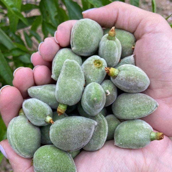 Unripe Almonds, Green Almonds, Fresh Green Almonds, Green Cagla Fruit, Sour Fresh Fruit, Cagla, 0.55 lb - 250g