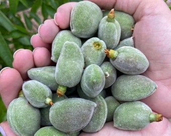 Unripe Almonds, Green Almonds, Fresh Green Almonds, Green Cagla Fruit, Sour Fresh Fruit, Cagla, 0.55 lb - 250g