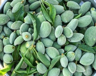 Amandes vertes fraîches, Amande verte, Amande crue fraîche, Fruit frais, Fruit de printemps, Végétalien, Fruits d'une branche d'arbre, Goût super saisonnier